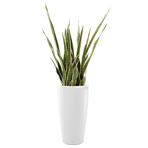 Composition végétale Sansevieria